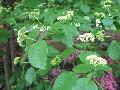 Alternate-leaved Dowoood / Cornus alternifolia